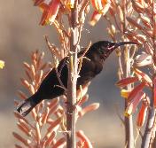 Amethyst Sunbird by Jane Trembath